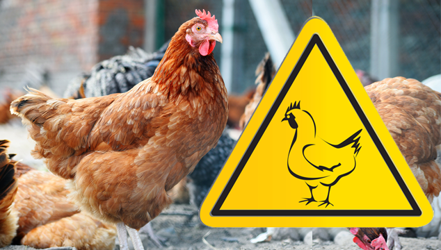 Об установлении ограничительных мероприятий (карантина) по высокопатогенному гриппу птиц на отдельных территориях.