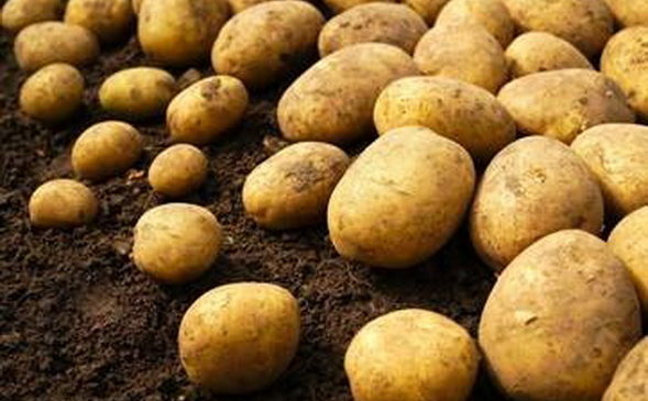 Аграрии республики входят в тройку регионов-лидеров ПФО по производству картофеля