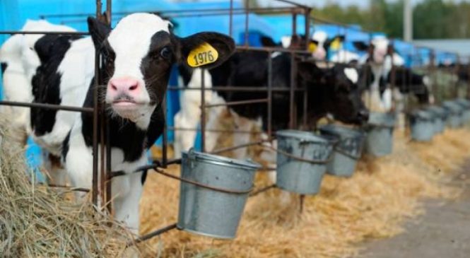 Субсидию на поддержку молочного скотоводства можно получить по двум направлениям