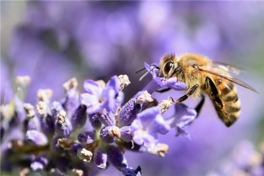 Минсельхоз Чувашии: аграрии должны оповещать пчеловодов об обработке полей пестицидами