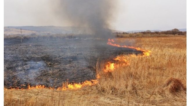 Бесконтрольный пал – вне закона: за поджоги сухой травы к административной ответственности в Чувашии привлечены 34 человека