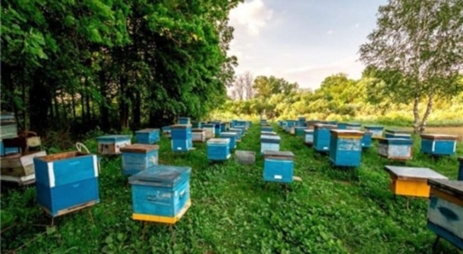 Во всех регионах России должны создаваться пчеловодческие кооперативы