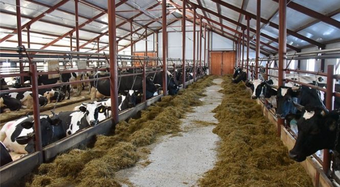 В Чувашии совершенствуется порядок возмещения затрат на строительство молочных ферм
