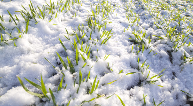 Снежный покров защищает озимые посевы от морозов