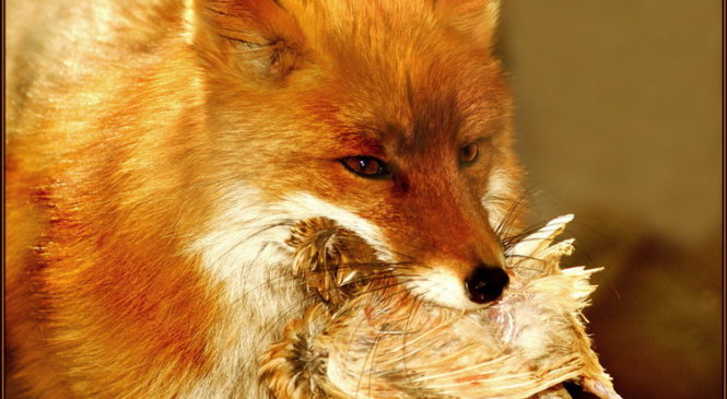 Как обезопасить хозяйство от лисицы?