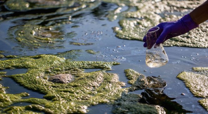 <strong>Жители Поволжья назвали загрязнение воды и мусор главными экологическими проблемами региона</strong>