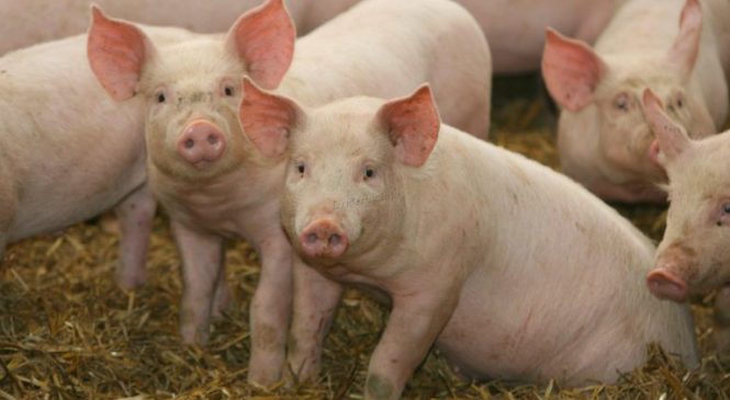 В ходе мониторинговых исследований в Чувашии выявлен вирус африканской чумы свиней