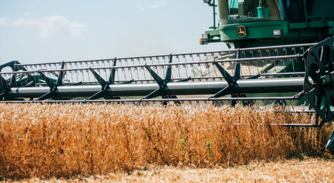 В Чувашии скошено 98% зерновых и зернобобовых культур