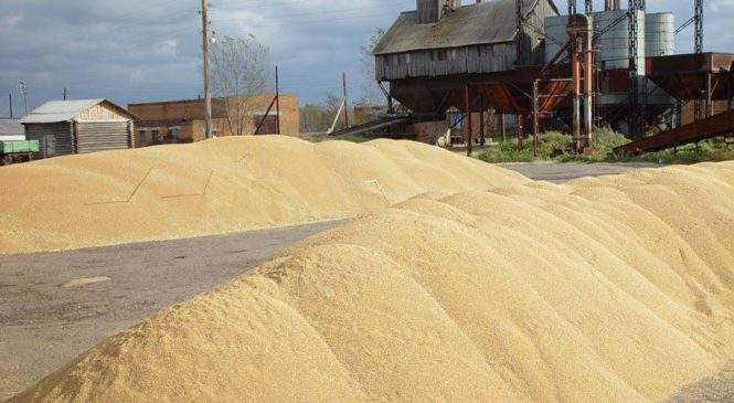 Аграрии Чувашии собрали около 925 тысяч тонн зерна