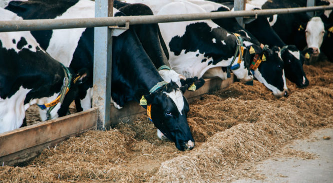 В сельхозорганизациях увеличивается поголовье крупного рогатого скота и производство молока