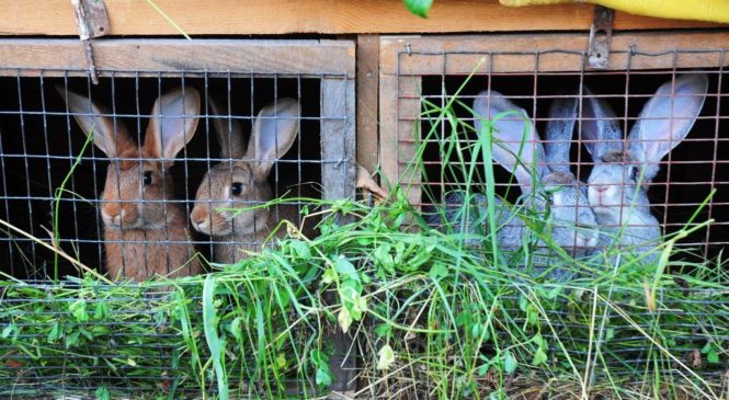 В России утверждены ветеринарные правила содержания кроликов