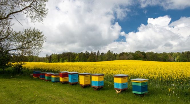 Управление Россельхознадзора по Чувашской Республике и Ульяновской области напоминает аграриям о необходимости информирования пчеловодов о предстоящих обработках сельхозугодий пестицидами